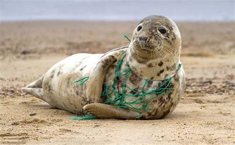 Save Marine Animals From Plastic Waste
