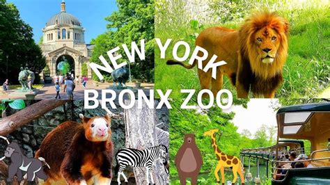 Nyc Bronx Zoo Highlights Exploring One Of The Best Zoos In The United