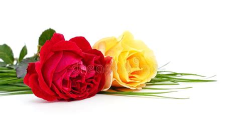 Yellow And Red Roses Stock Image Image Of Leaf Petal 265578885