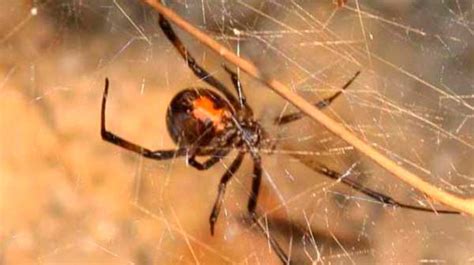 It is difficult to prevent them from appearing, but you. How to Get Rid of Spiders? TOP-10 Spider Treatment ...