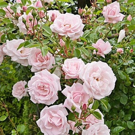 Buy Climbing Rose White Seeds 5 Seed Online At