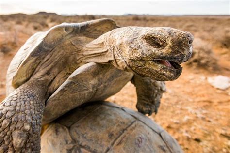Is This The Slowest Sex In The Natural World Photographer Captures Randy Giant Tortoises