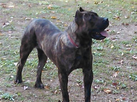 The presa canario, or canary dog, was historically a guardian dog who excelled at driving cattle. Perro de Presa Canario Puppies For Sale | Macon, GA #258475