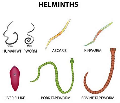 Helminthiasis Definition Causes Symptoms Diagnosis And Treatment