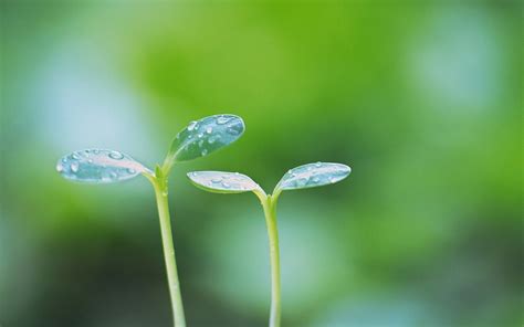 Leaf Sprout With Dew Closeup Photography Hd Wallpaper Wallpaper Flare