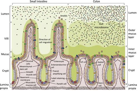 The Structure Of The Small Intestine And Colon Epithelium The