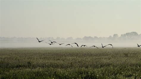 Free Images Nature Horizon Marsh Fog Mist Meadow Prairie