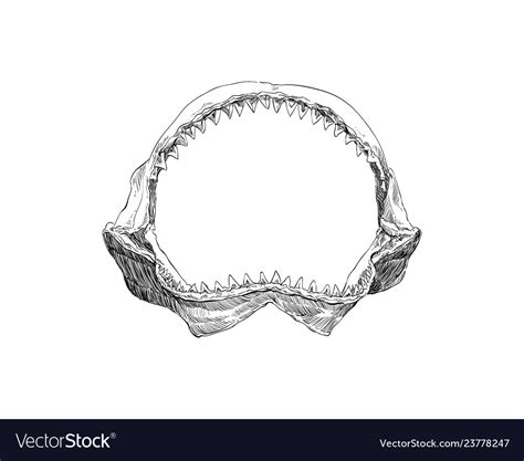 Shark Jaw Hand Drawn Royalty Free Vector Image