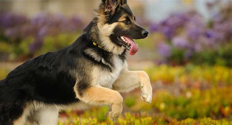 Female German Shepherd Facts Amazing Things You Never