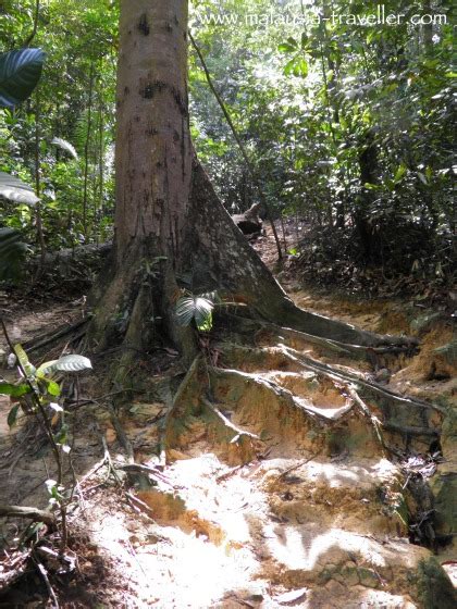 The trail entrance is at jalan wawasan 5/1, (google map location : Hiking Ayer Hitam Forest Reserve, Puchong Hill, Selangor ...