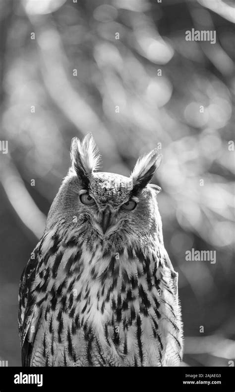 Eurasian Eagle Owl Bubo Bubo Stock Photo Alamy