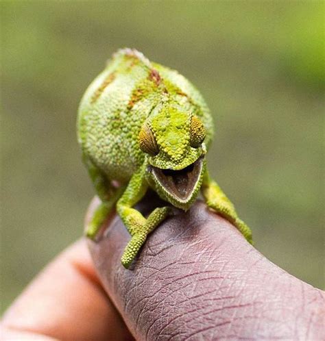 Laughing Chameleon With Images Smiling Animals Funny Animals