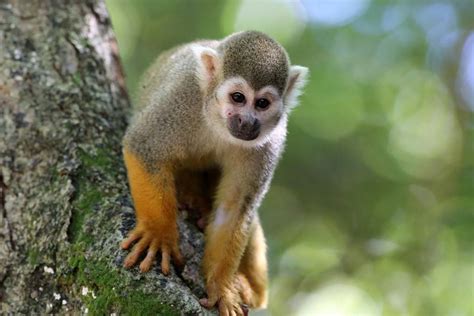 Los Monos Titíes Adaptan Su Dialecto A La Región En La Que Se Encuentren