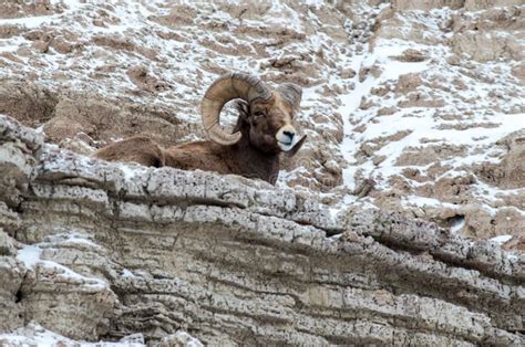 Bighorn Sheep Ram On A Cliff In Winter In Badlands National Park Stock