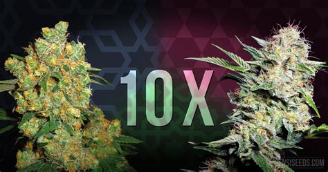 Top 10 Cannabis Strains For Growing Cannabis Indoors Sensi Seeds