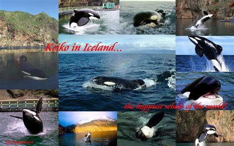 Keiko The Orca In Iceland By Snapelove14 On Deviantart