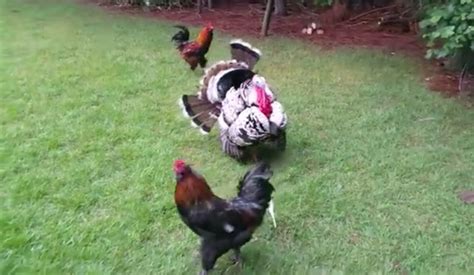 The best way to get started is by volunteering or donating whatever and wherever you can. Badass 'Police' Turkey Lays Down The Got-Damn Law When Two Roosters Start Fighting In HIS Yard