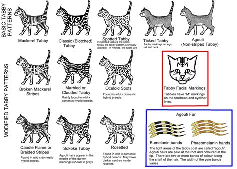 Following are the top 10 rarest coat colors and patterns. Bengal Coats and Patterns - Bengal Royalty Cattery