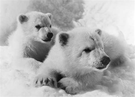 Polar Bear Cubs Nphotographed 20th Century Poster Print By Granger