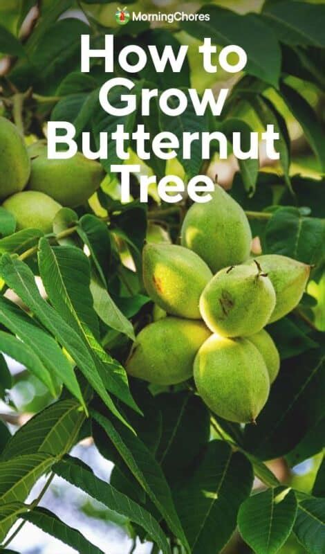 Growing Butternut Tree How To Plant Grow And Care For White Walnut