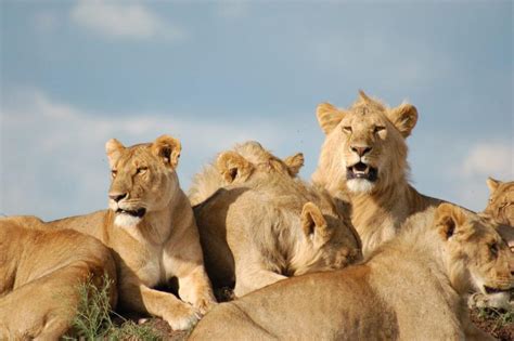 Noun phrases can be useful in writing for building up extra detail or to determine the tone of a story. Collective Nouns: a "Bunch" or a "Pride" of Lions? - Voxy