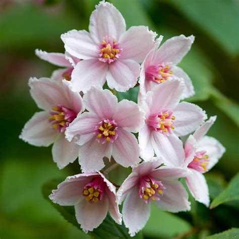 These contrast beautifully against the sunny yellow stamen. Deutzia hybrida 'Mont Rose' | J Parker Dutch Bulbs