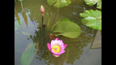 Bagi kaum beragama buddha, bunga teratai adalah lambang kesucian. Mewarnai Kolam Bunga Teratai / + cerita rakyat asal usul bunga teratai adalah sebuah mitos yang ...