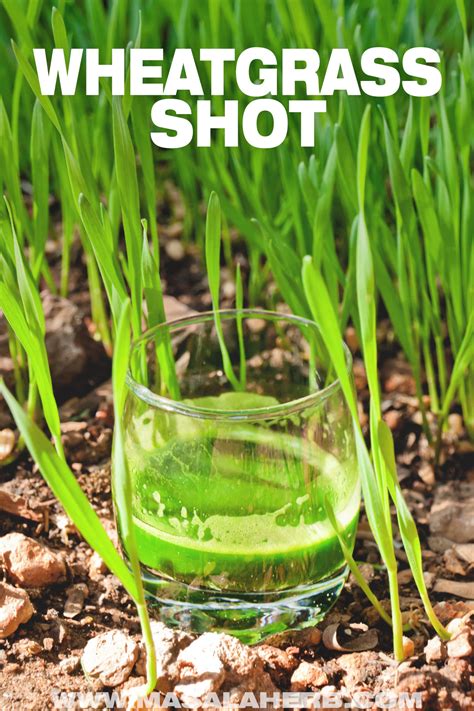 Wheatgrass Shot Recipe