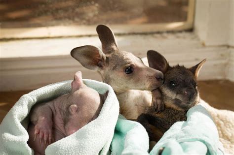 Wombat Kangaroo And Wallaby Joeys Animals Baby Animals Baby Wombat