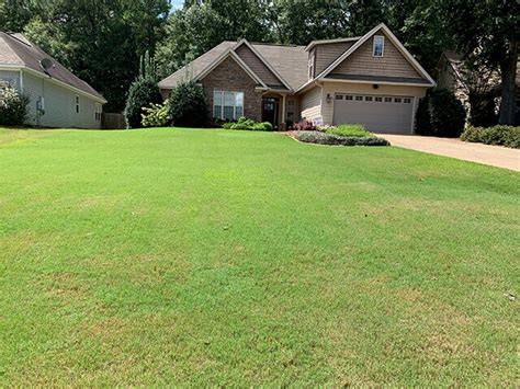 Before And After Lawn Care Pictures Southern Lawns