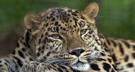 Leopardi Amur Karakteristikat Habitati Dhe Ushqimi Infoanimales