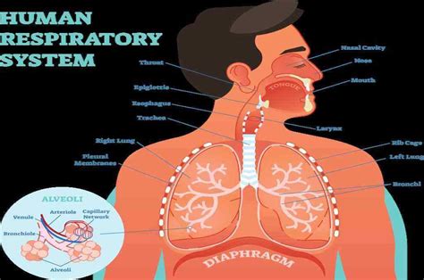 Namun, fungsi sistem respirasi pun dapat terganggu akibat udara yang dihirup, apalagi jika udara tersebut mengandung kuman penyakit. Sistem Respirasi: Jenis, Organ, Cara Kerja, Fakta, dll