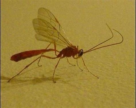 New Zealand Big Red Mosquito With 2 Stingers Very Similar To Bug In