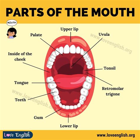 Mouth Anatomy 11 Different Human Mouth Parts And Their Functions With