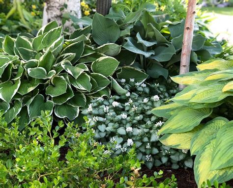 Theres So Much To Love Here Hostas Lamium And Boxwood 💚🌿💚🌿💚