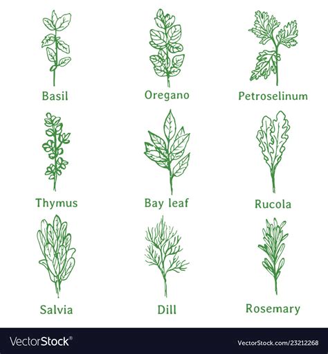 Herbs Sketch Royalty Free Vector Image Vectorstock