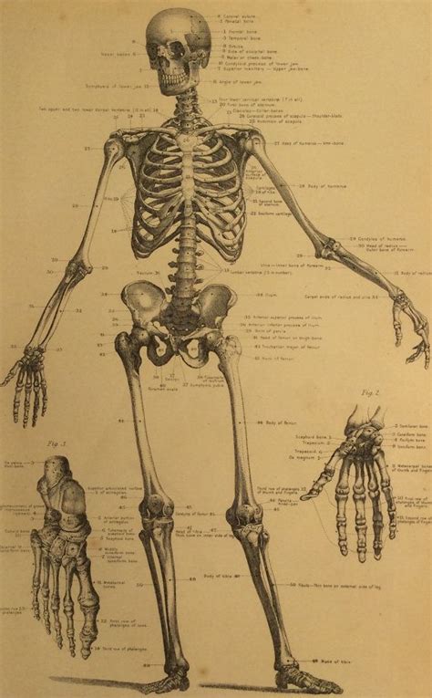 Antique 1900s Victorian Skeleton Print Human Anatomy Bookplate Medical