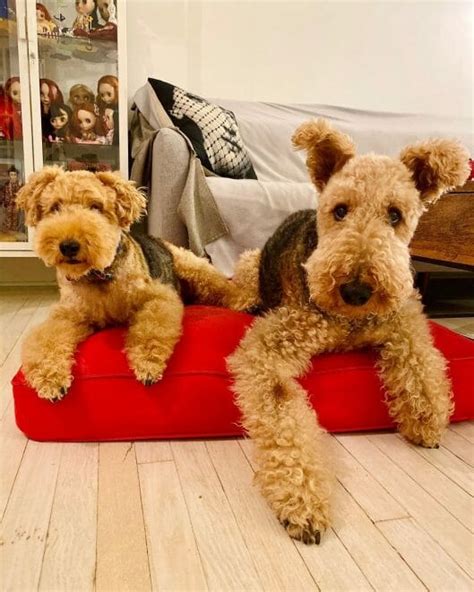 14 Incredible Things About Airedale Terriers Petpress