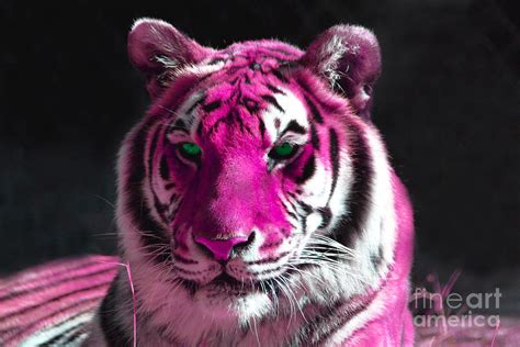 Hot Pink Tiger Photograph By Rebecca Margraf Fine Art America