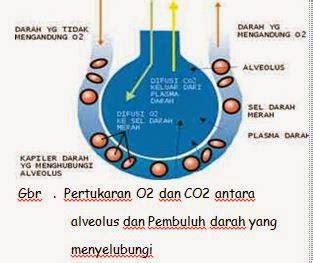 Mekanisme Pertukaran Oksigen Dan Karbondioksida Dari Alveolus Ke