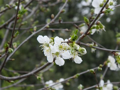 They're relatively cold hardy and are prolific bloomers apples bloom early to late may but they can also make an appearance in late april. Looking for fruit tree? Try Balaton cherry | Colorado Yard ...
