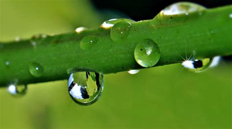 Free Picture Droplet Rain Dew Nature Green Leaf Organism
