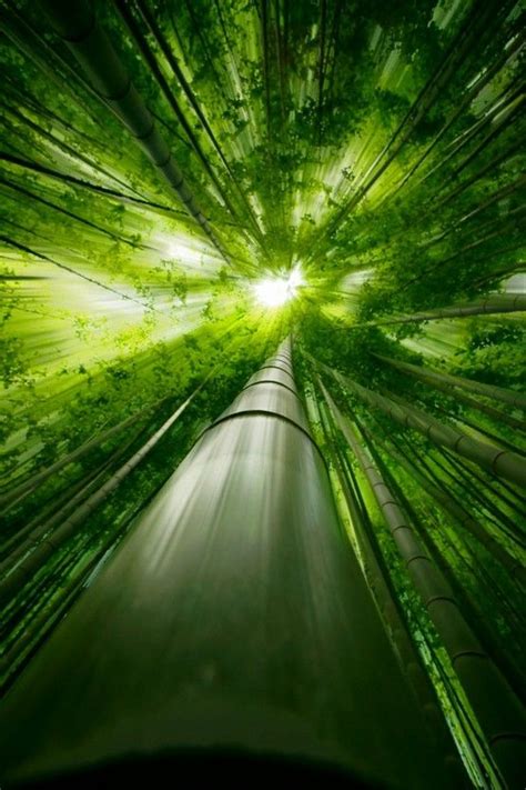 Sunlight Through A Bamboo Forest Source Unknown Photographe Nature