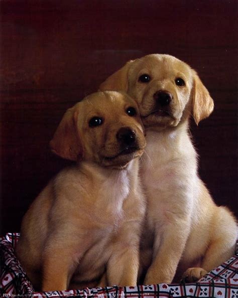 Two Yellow Labrador Retriever Puppies 8x10 In Photo