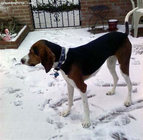 images  treeing walker coonhound  pinterest adoption dogs  adoption  pets