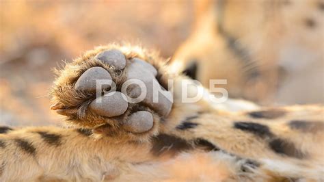 Cheetah Paw Scratching