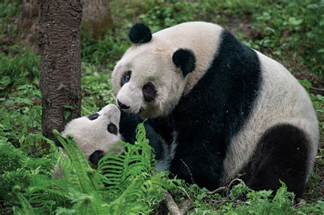 3 Places To See Chinas Giant Pandas