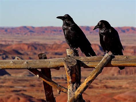 Free Picture Crows Ravens Birds Black
