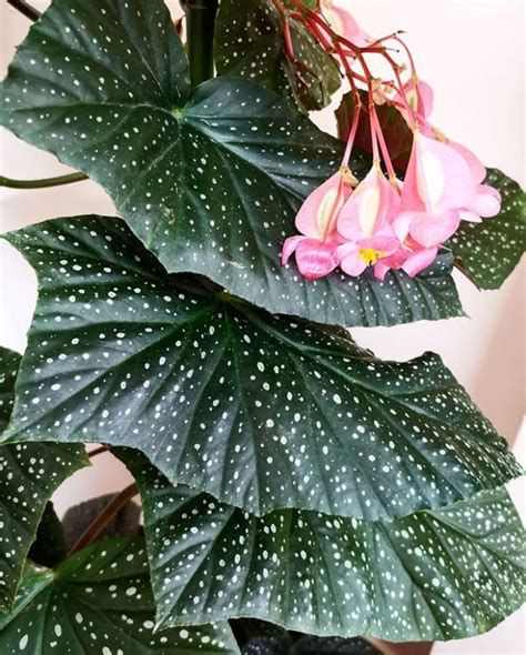 7 Begonia Varieties To Try In Your Garden Mr Plant Geek