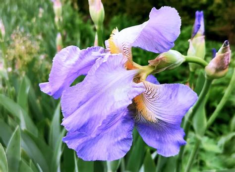 Beautiful Blue Iris Flower Closeup Concept Of Natural Harmony Stock